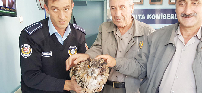 YARALI BAYKUŞ TEDAVİ ALTINDA