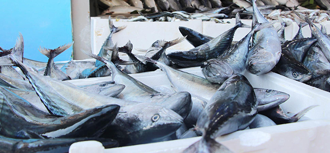 HAMSİ DE BOL OLACAK