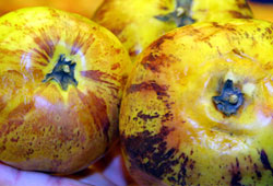 'Pepino umut olamıyor'