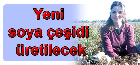Yeni soya çeşidi üretilecek