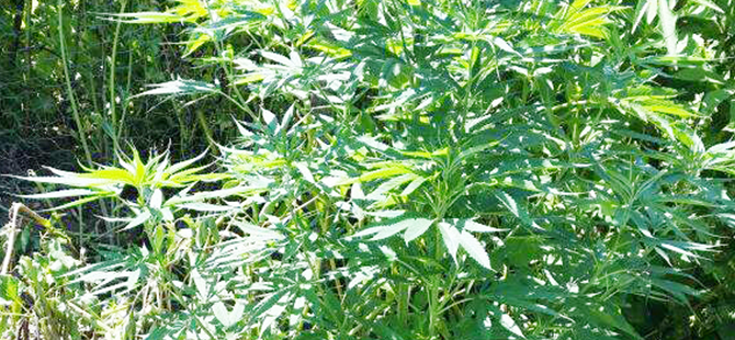 EVDE ESRARA TUTUKLAMA