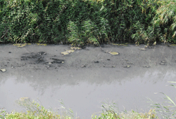 Dere mikrop saçıyor