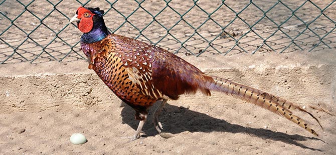SÜLÜNLER DOĞAYA BIRAKILIYOR