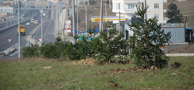 Yeşil Bir Kavak İçin Çalışmalar Sürüyor