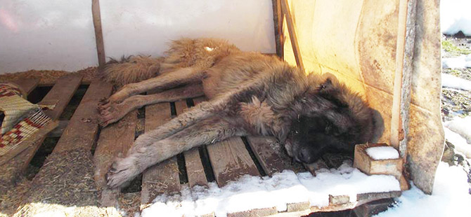 SOKAK KÖPEKLERİ DONDU