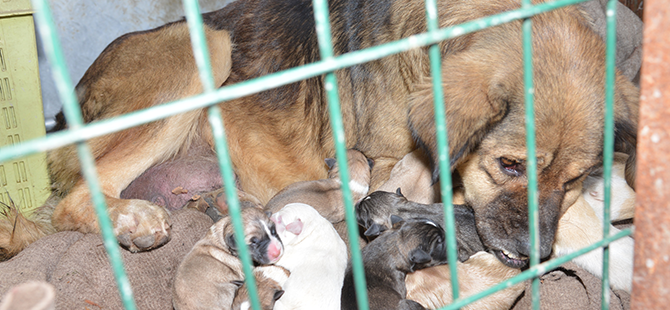 KÖPEKLERİ BELEDİYE KURTARDI