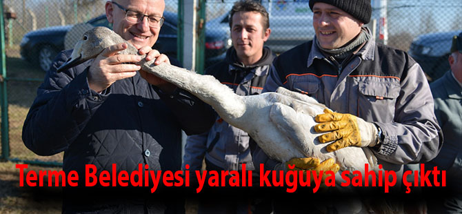 Terme Belediyesi yaralı kuğuya sahip çıktı