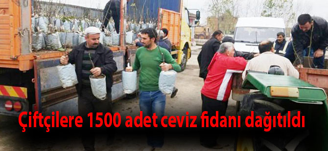 Çiftçilere 1500 adet ceviz fidanı dağıtıldı