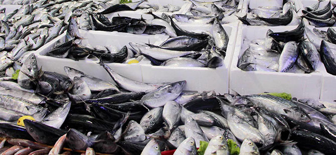 Palamut avında bu sezon rekor kırıldı