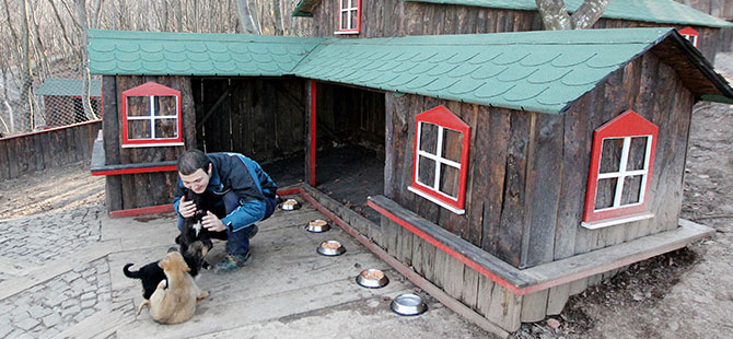 Köpekler için yapılan "sevgi evleri" sahiplenmeleri artırdı