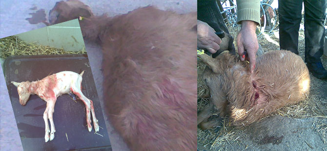 KÖPEKLER TARAFINDAN TELEF EDİLDİLER