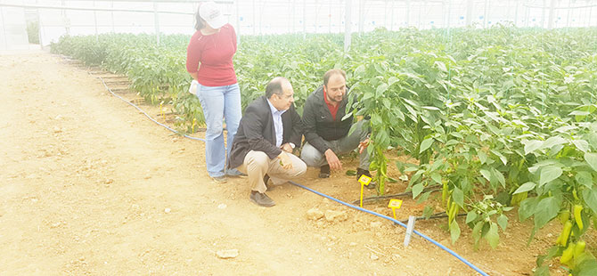 Kış şartlarına dayanıklı biber tohumu üretimi