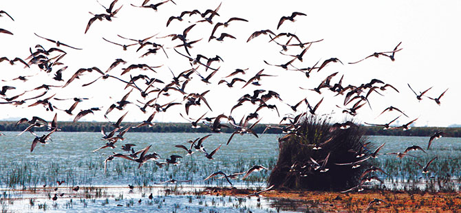 Orta Karadeniz'de "kış ortası su kuşu sayımı"