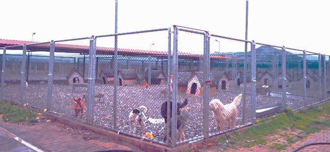 Bafra'da zehirlenen sokak hayvanları