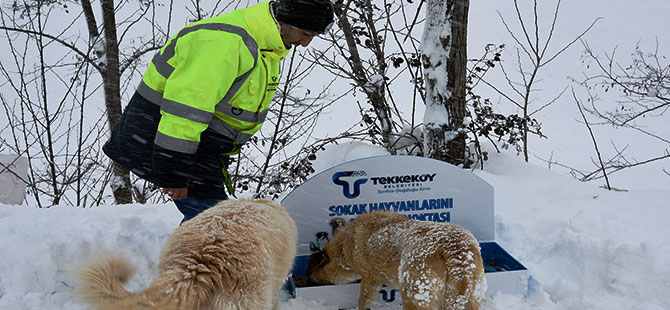 Tekkeköy Belediyesi sokak hayvanlarını unutmadı