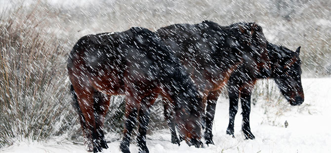 Samsun'da yaban hayvanları unutulmadı