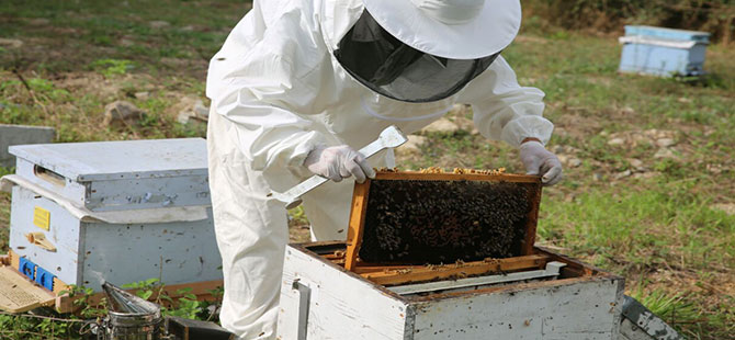 Ordulu arıcılar Ganalı meslektaşlarına eğitim verecek
