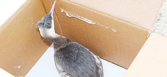 Yaralı karabatak koruma altına alındı