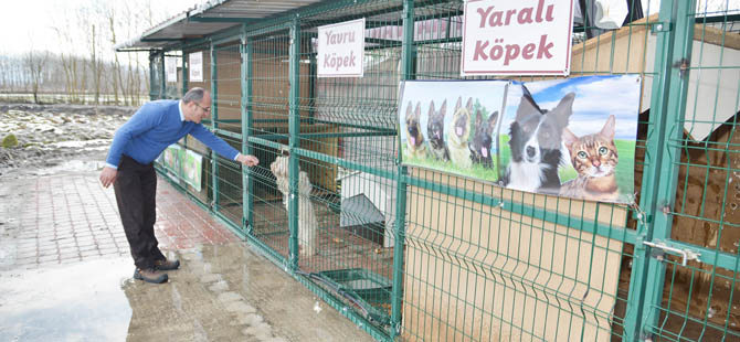 1118 SOKAK KÖPEĞİNE MÜDAHALE EDİLDİ