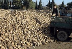 Pancar alımı başladı