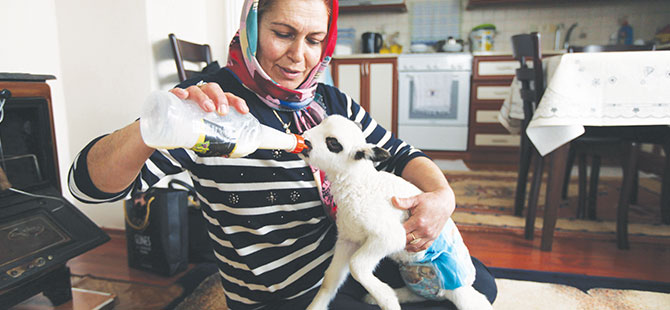 Kuzuya evde "bebek" gibi bakım