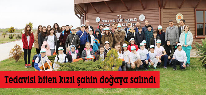 Tedavisi biten kızıl şahin doğaya salındı