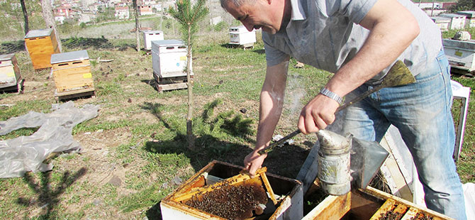 Arı yetiştiricilerine ilkbahar bakımı uyarısı