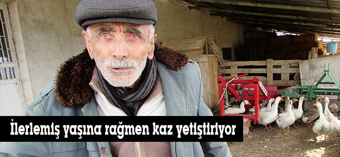 İlerlemiş yaşına rağmen kaz yetiştiriyor