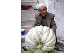 Dev kabak şaşırttı