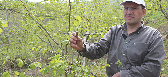 Kozalak akarını toplayın