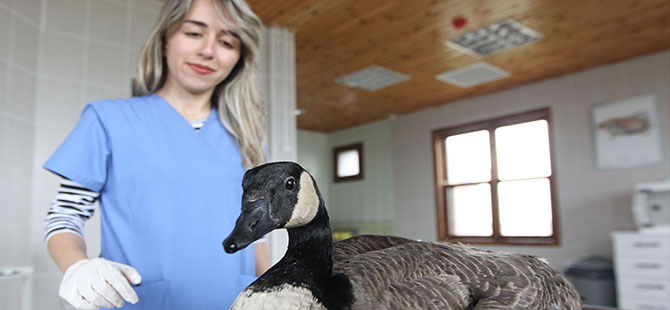 Kanada kazına özel tedavi