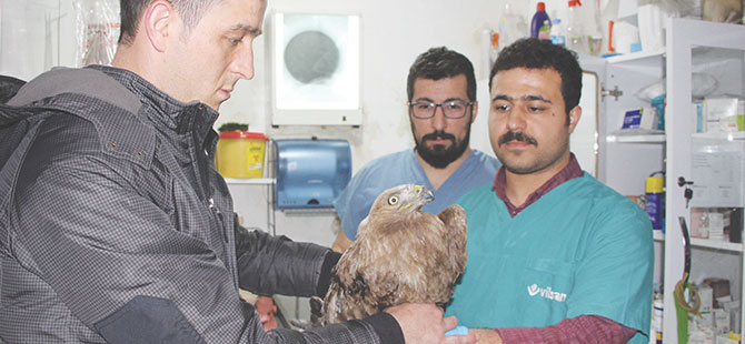 Yaralı kızıl şahin korumaya alındı