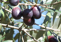 Zeytin rekora koşuyor