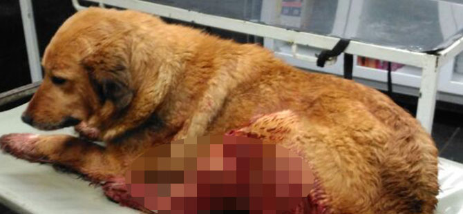 Terme Belediyesi yaralı köpeğe sahip çıktı