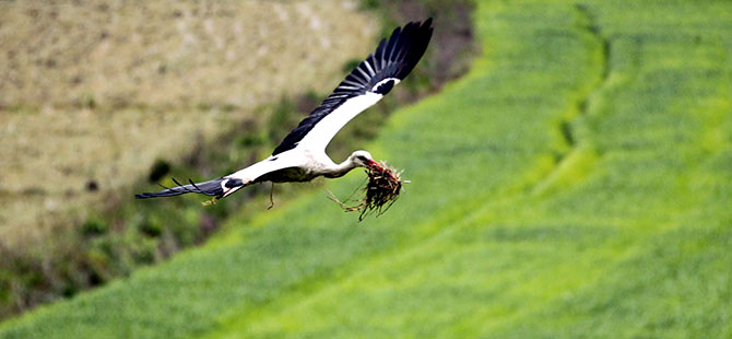 Kızılırmak Deltası leyleklerle şenlendi