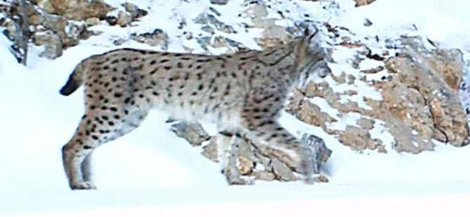 Vahşi yaşam fotokapana yansıdı