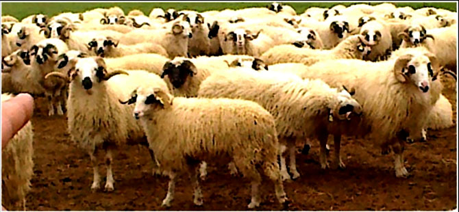 Küçükbaş Hayvancılığa Destek