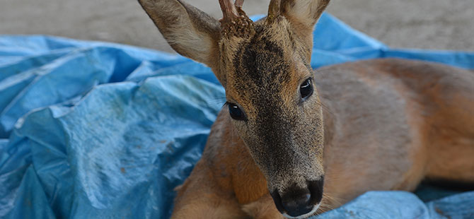 Yaralı karacaya yardım eli
