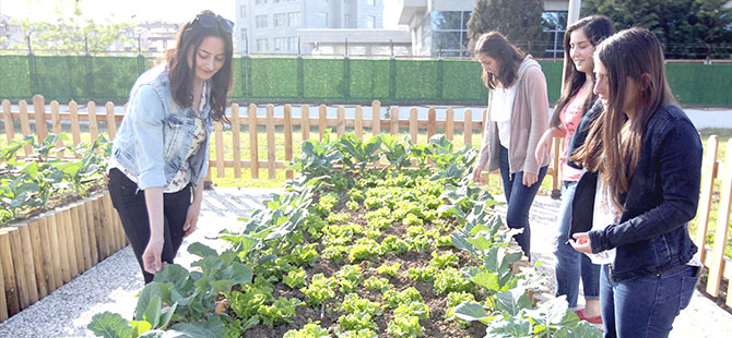 Öğrenciler sebzeyi dalından koparacak