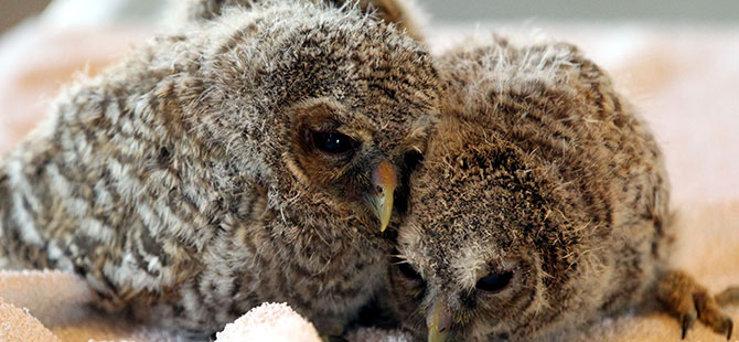 Yuvasız kalan baykuş yavrularına "özel" bakım