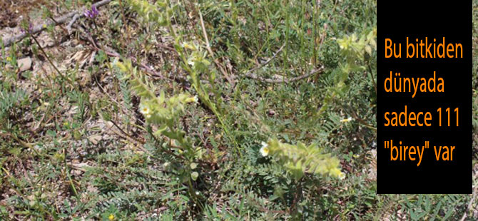 Bu bitkiden dünyada sadece 111 "birey" var