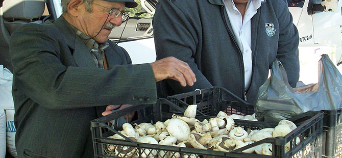 Zehirli mantar uyarısı