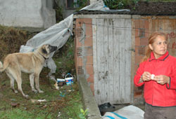 Duyarlı davranışı