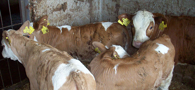 "Buzağı için de anne sütü önemli"