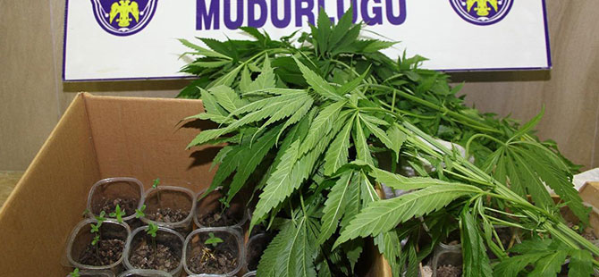 ÇARŞAMBA'DA UYUŞTURUCU OPERASYONU