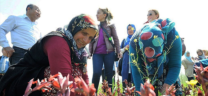 Samsun'da salep orkidesi yetiştirme çalışmaları