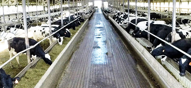 ÇARŞAMBA’YA BESİ BÖLGESİ KURULUYOR