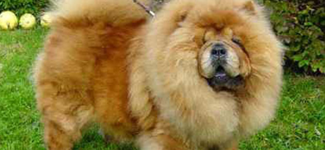 Köpeğini boğarak kurtuldu