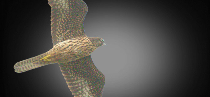 Kızılırmak Deltası'nda yeni bir kuş türü belirlendi