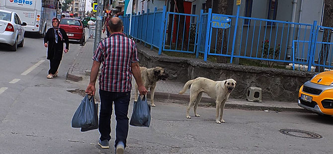 BAFRA' DA SOKAK VE ÇOBAN KÖPEKLERİ